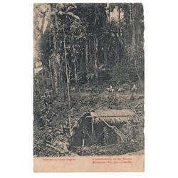 BRASIL • Rancho en la selva virgen • 1909